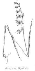 Gladiolus Illyricus